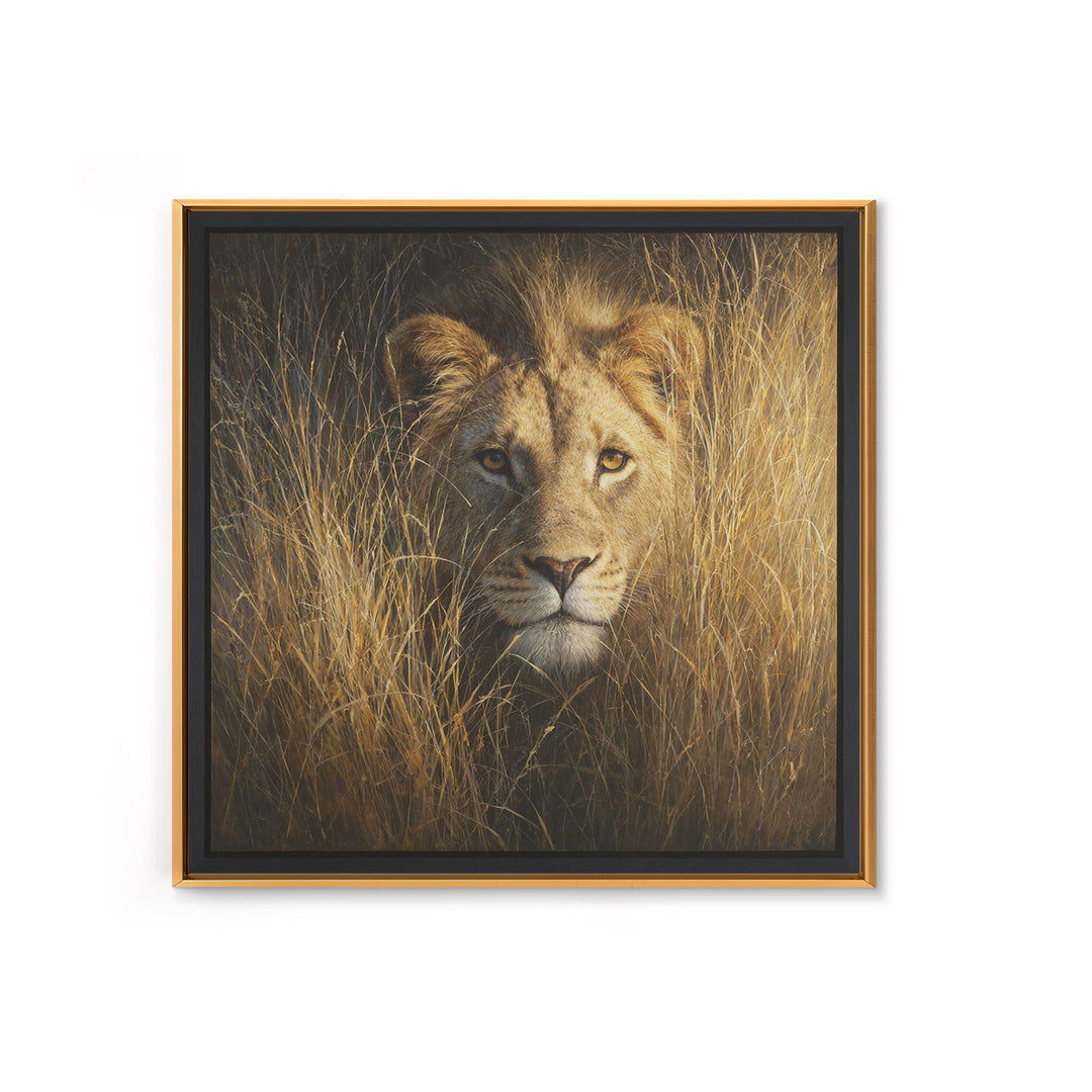 Lion Emerging from Golden Savanna Grass Canvas Print, Wildlife Art, Modern Decor, Living Room Decor, Fine Art, Wild, Home Decor, WIL-1x1-49