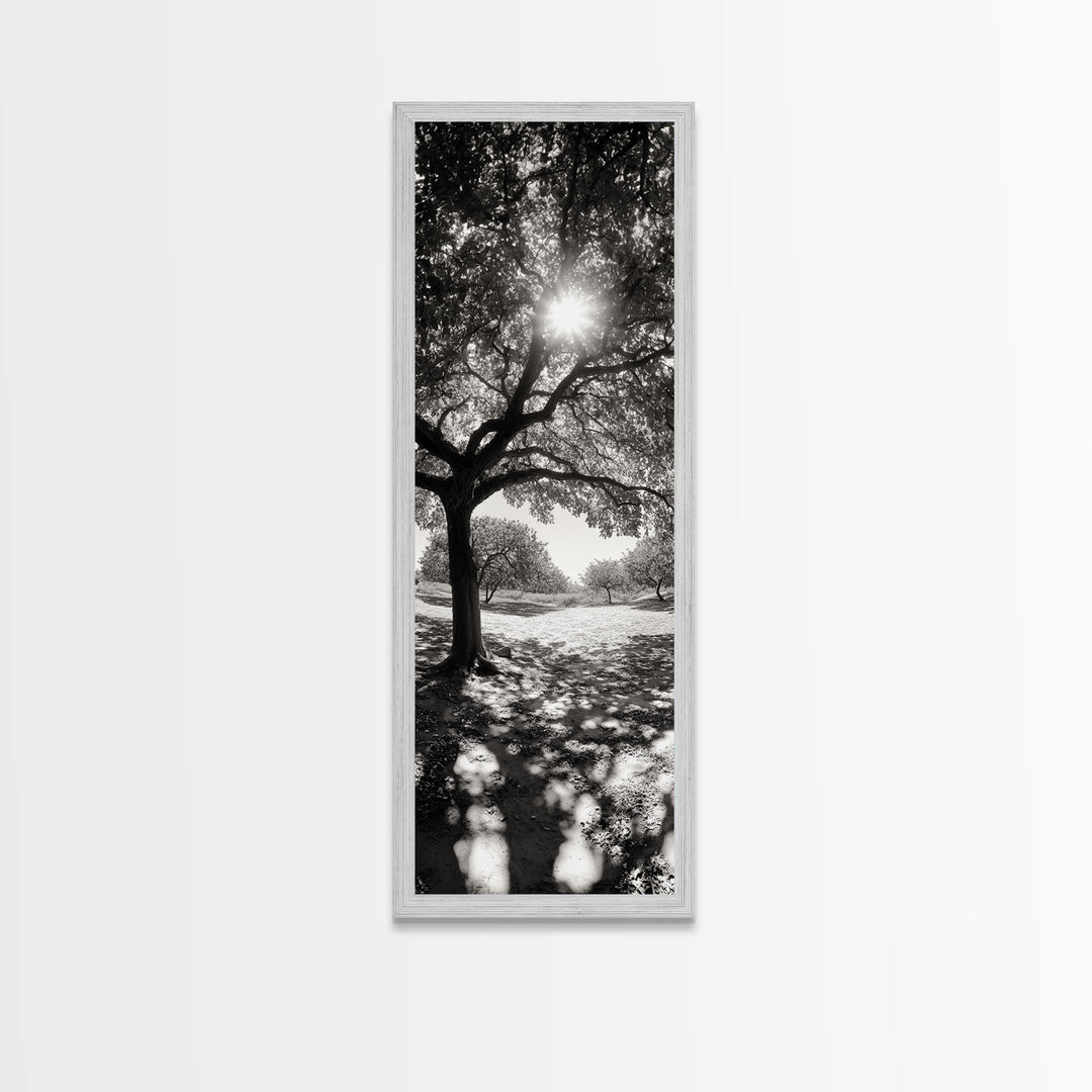 Sunlight Tree, Autumn Glow, Nature Shadowplay, Black White Forest Scene, Canvas Print, Fall Living Room Art, Boho Earthy Wall Decor