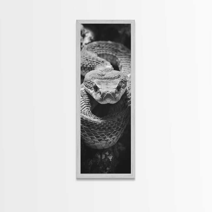 Coiled Snake, Wild Reptile, Black and White Snake, Fierce Eyes, Framed Canvas Print, Nature Lover Wall Art, Masculine Office Decor