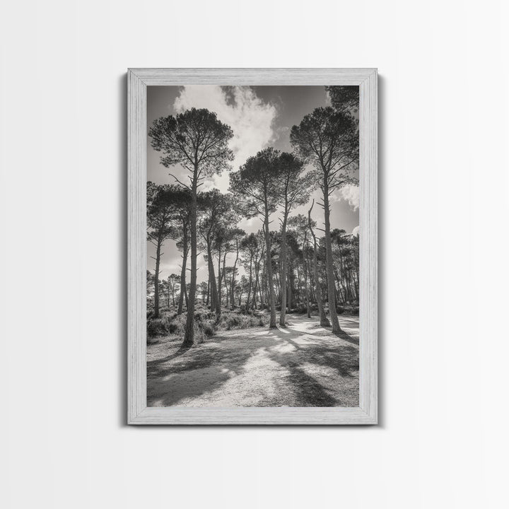Forest Shadows, Tall Pines, Natural Light, Framed Canvas Print, woodland landscape, rustic cabin decor, autumn forest art