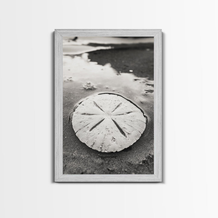 Sand Dollar, Coastal Shore, Ocean Shell Print, Canvas Print, Beachcomber Wall Art, Seaside Bathroom Decor, Nautical Nature Photography