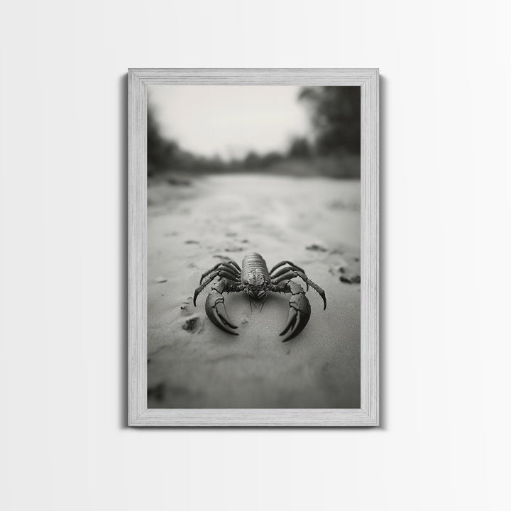 Desert Scorpion, Moody Wildlife, Sandy Ground, Focused Predator, Framed Canvas Print, edgy boho decor, masculine wall art, nature closeup