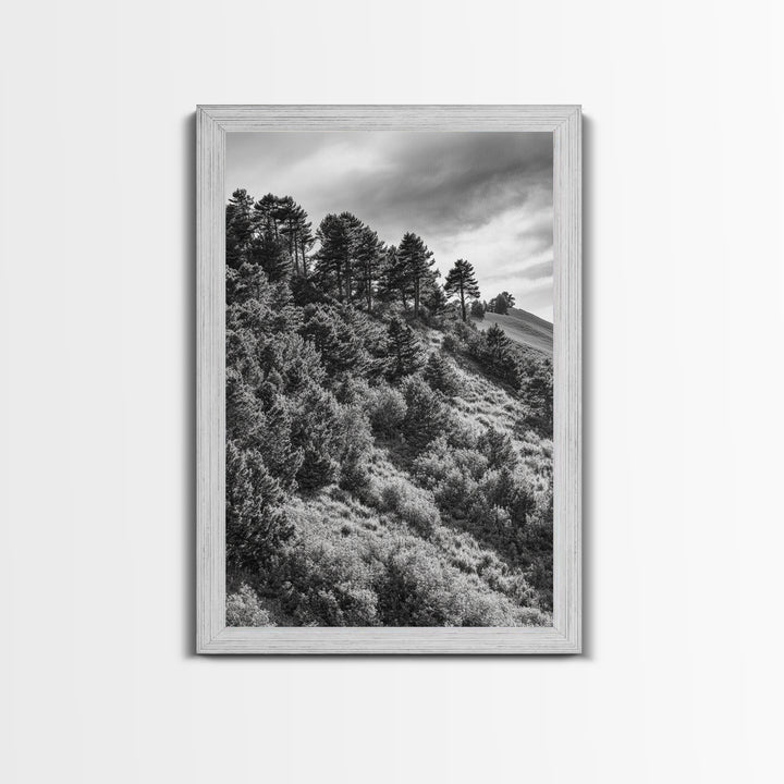 Hillside Forest, Peaceful Pines, Mountain Light, Framed Canvas Print, Nature Wall Art, Cabin Decor, Woodland Landscape Scene