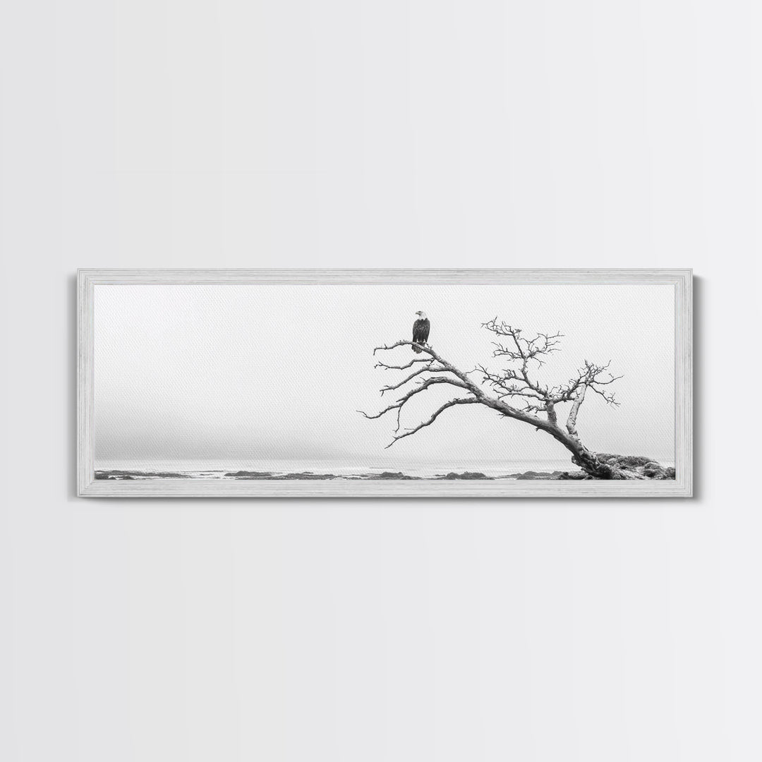 Bald Eagle, Tree Perch, Foggy Coast, Framed Canvas Print, Wildlife Photography, Cabin Wall Art, Rustic Minimalist Decor