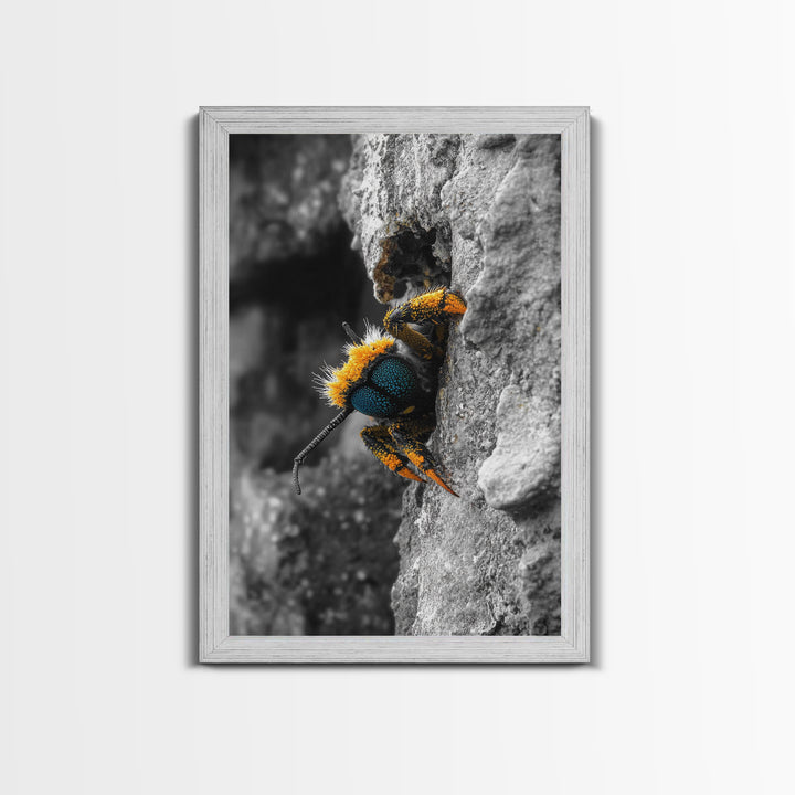 Fuzzy Bee Closeup, Insect Macro, Nature Texture, Framed Canvas Print, Wildlife Wall Art, Entomology Decor, Nature Photography
