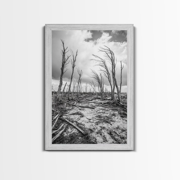 Windblown Trees, stormy sky, moody landscape, wabi sabi art, black and white, framed canvas print, rustic decor, nature photography