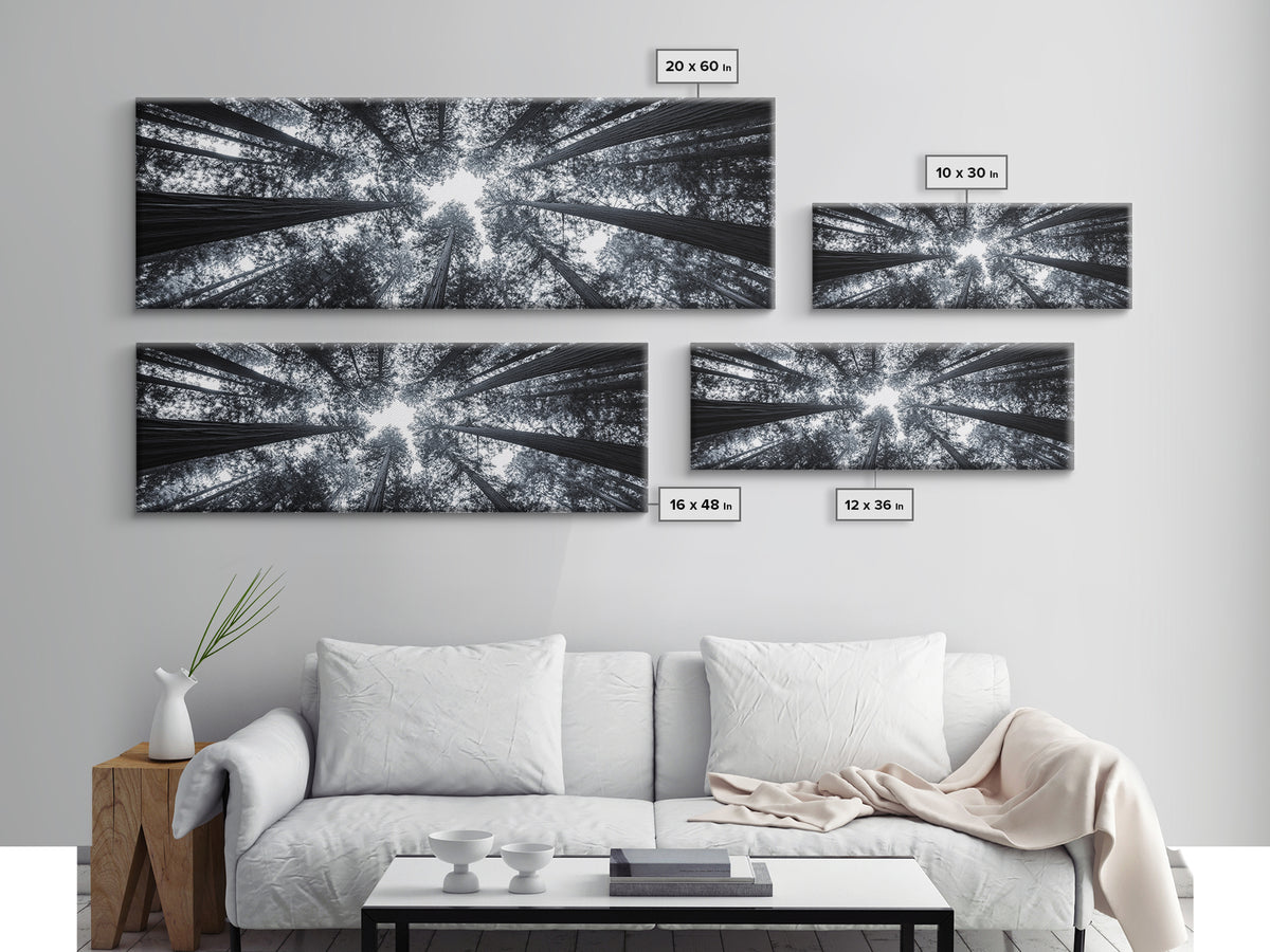 Redwood Trees, Forest Canopy, Looking Upward, Canvas Print, Black and White Nature Art, Meditation Room Decor, Minimalist Wall Art