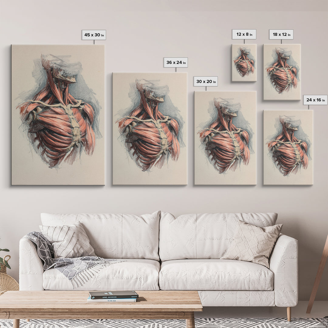 Anatomical Muscle Study Framed Canvas Print, Fitness Studio Art, Modern Decor, Gym Decor, Abstract Art, Motion, FSA-2x3-17
