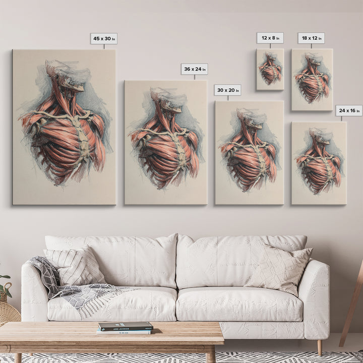 Anatomical Muscle Study Framed Canvas Print, Fitness Studio Art, Modern Decor, Gym Decor, Abstract Art, Motion, FSA-2x3-17
