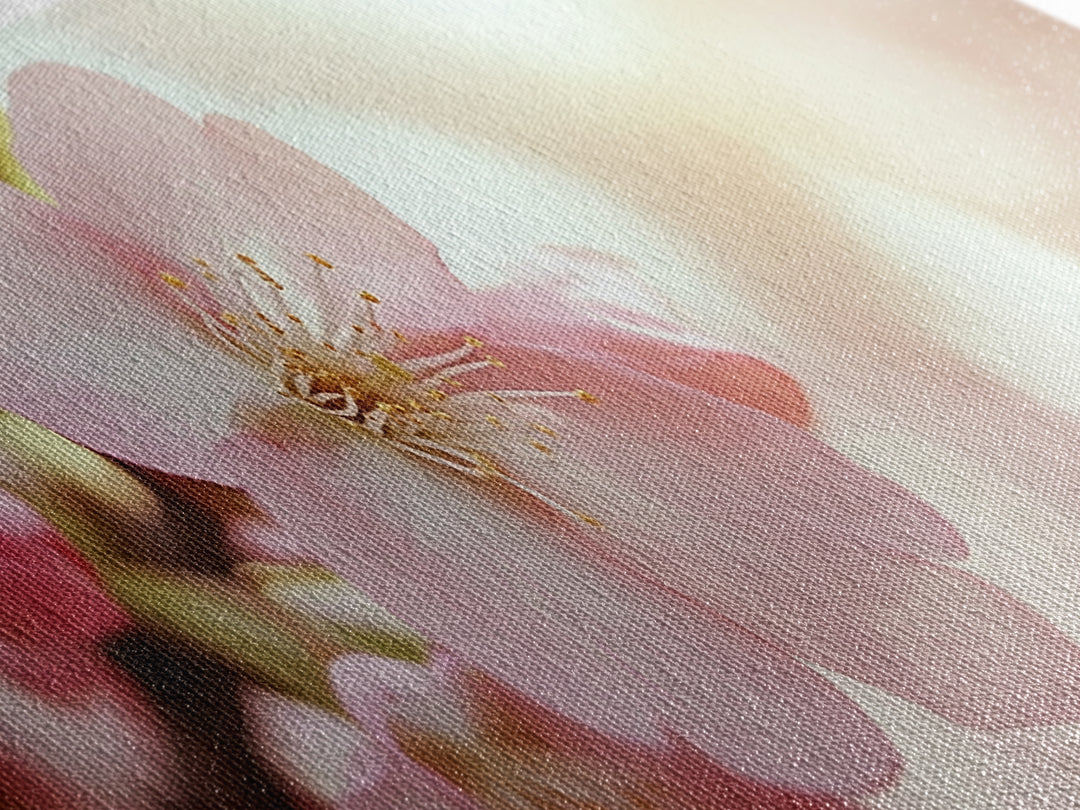 Closeup of a Cherry Blossom, Framed Canvas Print, Cherry Blossom Wall Art, Soothing Wall Art, Meditation Room Decor, Minimalist Art