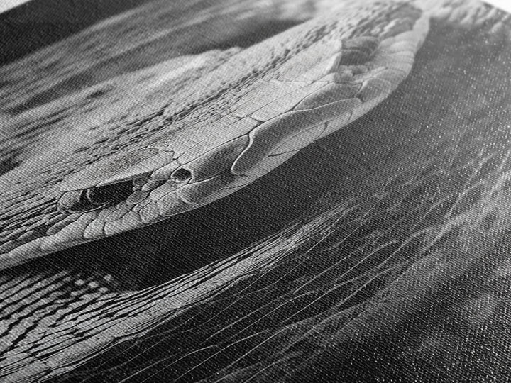 Coiled Snake, Wild Reptile, Black and White Snake, Fierce Eyes, Framed Canvas Print, Nature Lover Wall Art, Masculine Office Decor