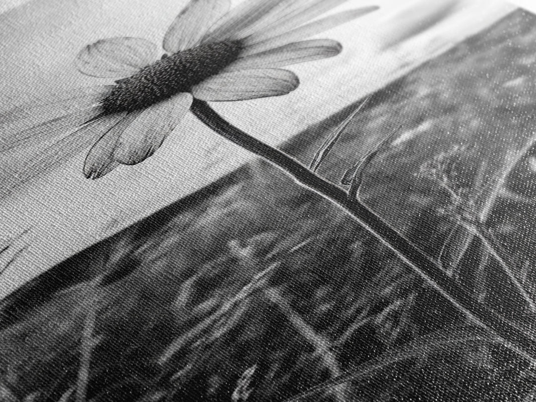Single Daisy Bloom, Minimalist Botanical, Black White Flower, Framed Canvas Print, Nature Inspired Art, Bedroom Wall Decor, Modern Farmhouse