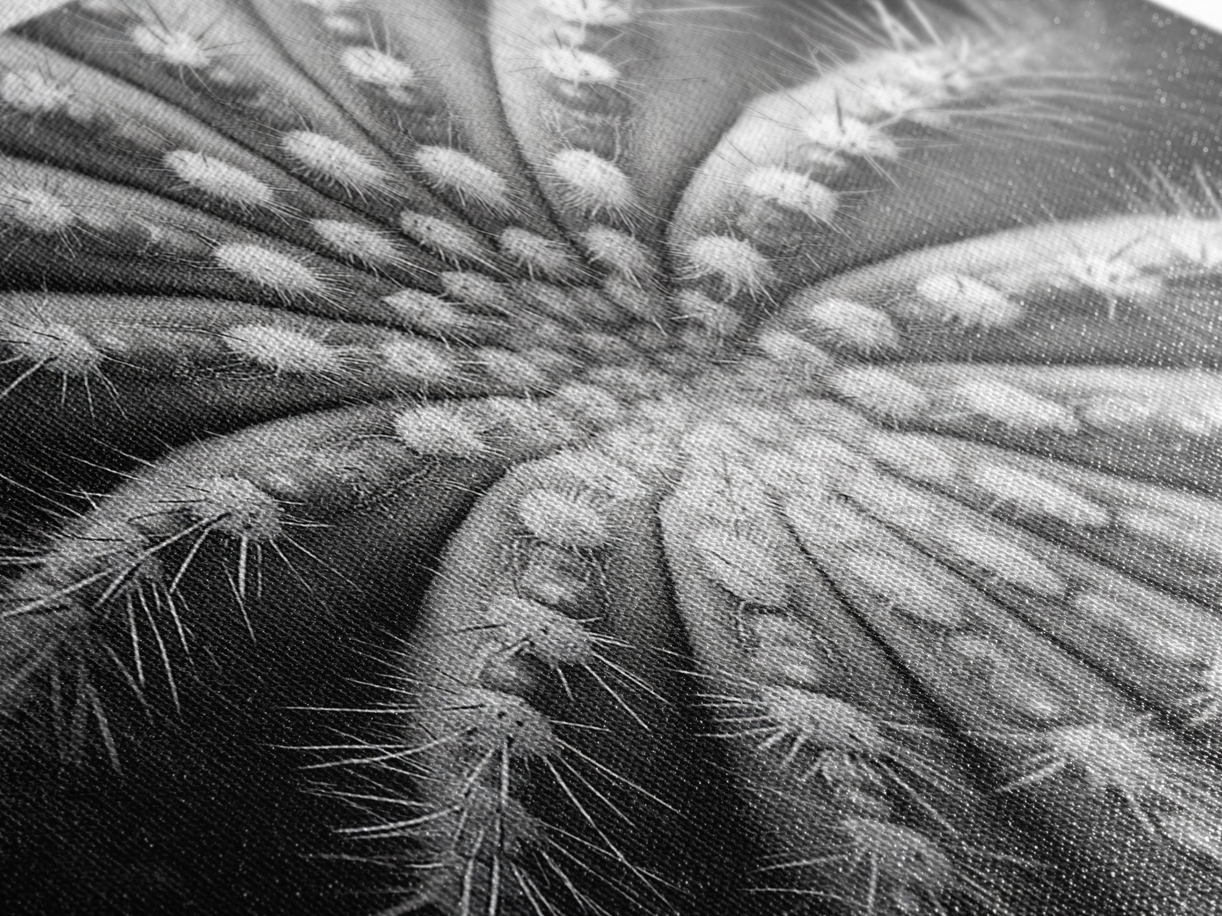 Cactus Spiral, Desert Bloom, Nature Closeup, Modern Decor, Framed Canvas Print, Minimalist Botanical Art, Office Wall Art, Succulent Texture