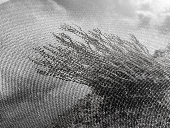 Desert Coral Plant, Dry Earth Botanical, Surreal Nature Texture, Minimal Wild Scene, Canvas Print, Office Wall Art, Earthy Decor