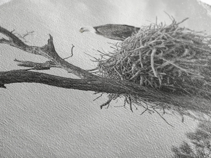 Bald Eagle Nest, Wildlife Nature Art, Rustic Cabin Decor, Framed Canvas Print, Patriotic Office Wall Art, Woodland Photography