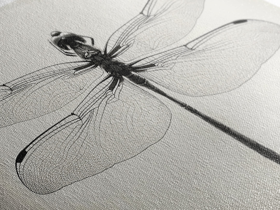 Dragonfly Sketch, Insect Art Print, Botanical Illustration, Minimalist Natural History, Framed Canvas Print, Office or Study Wall Art