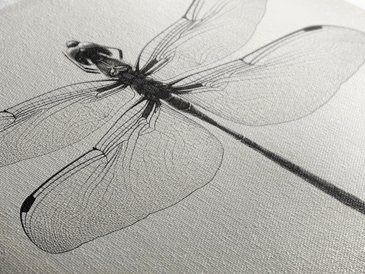 Dragonfly Sketch, Insect Art Print, Botanical Illustration, Minimalist Natural History, Framed Canvas Print, Office or Study Wall Art