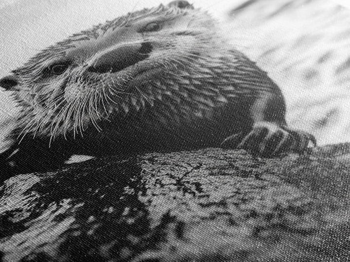 Curious Otter, Coastal Wildlife, Black and White, Animal Photography, Framed Canvas Print, Bathroom Wall Art, Nature Lover Gift