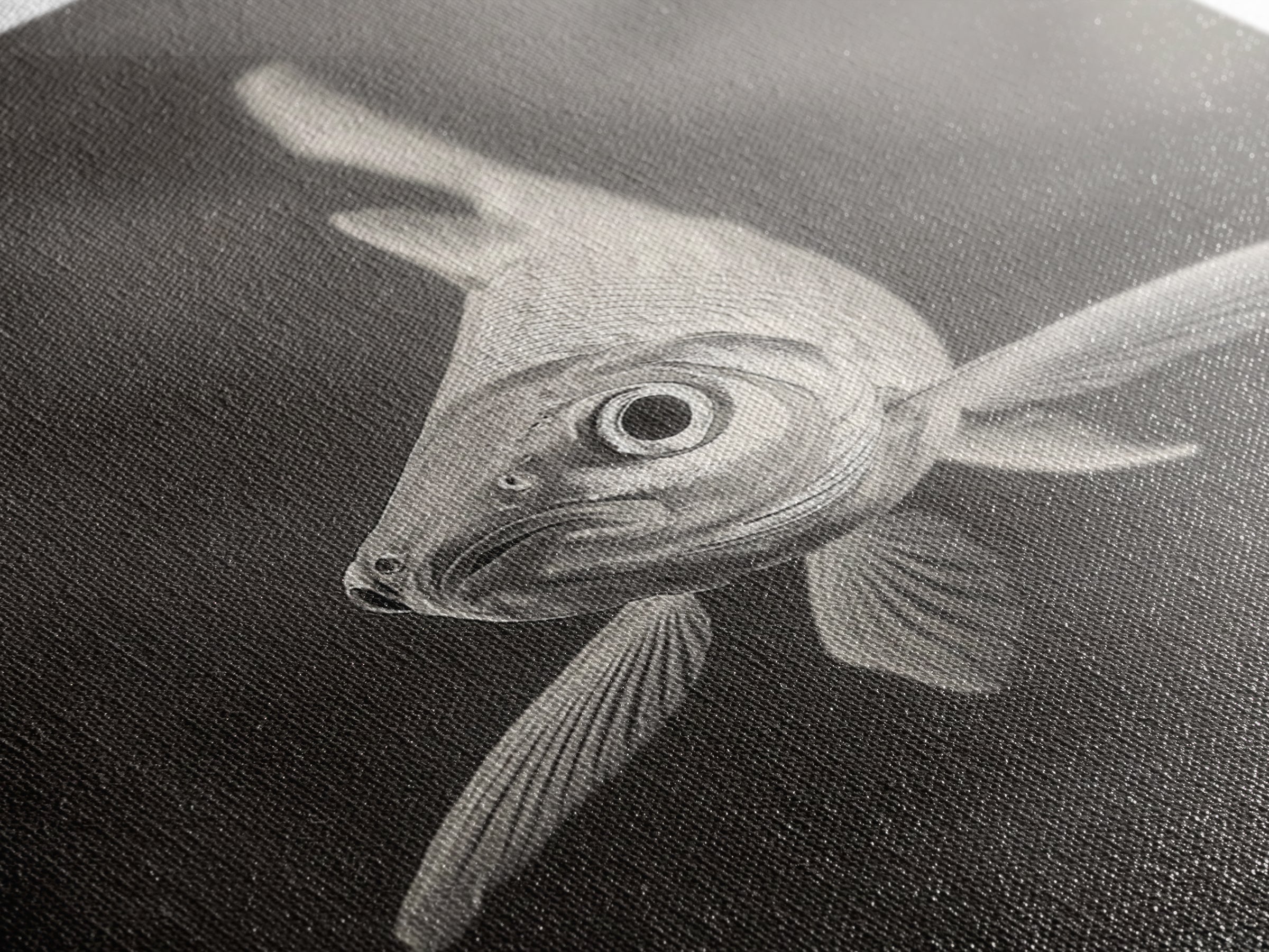 Curious Fish, Underwater Focus, Moody Marine Life, Framed Canvas Print, Bathroom Wall Art, Black and White Ocean Wildlife Decor