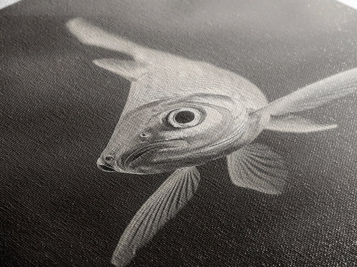 Curious Fish, Underwater Focus, Moody Marine Life, Framed Canvas Print, Bathroom Wall Art, Black and White Ocean Wildlife Decor