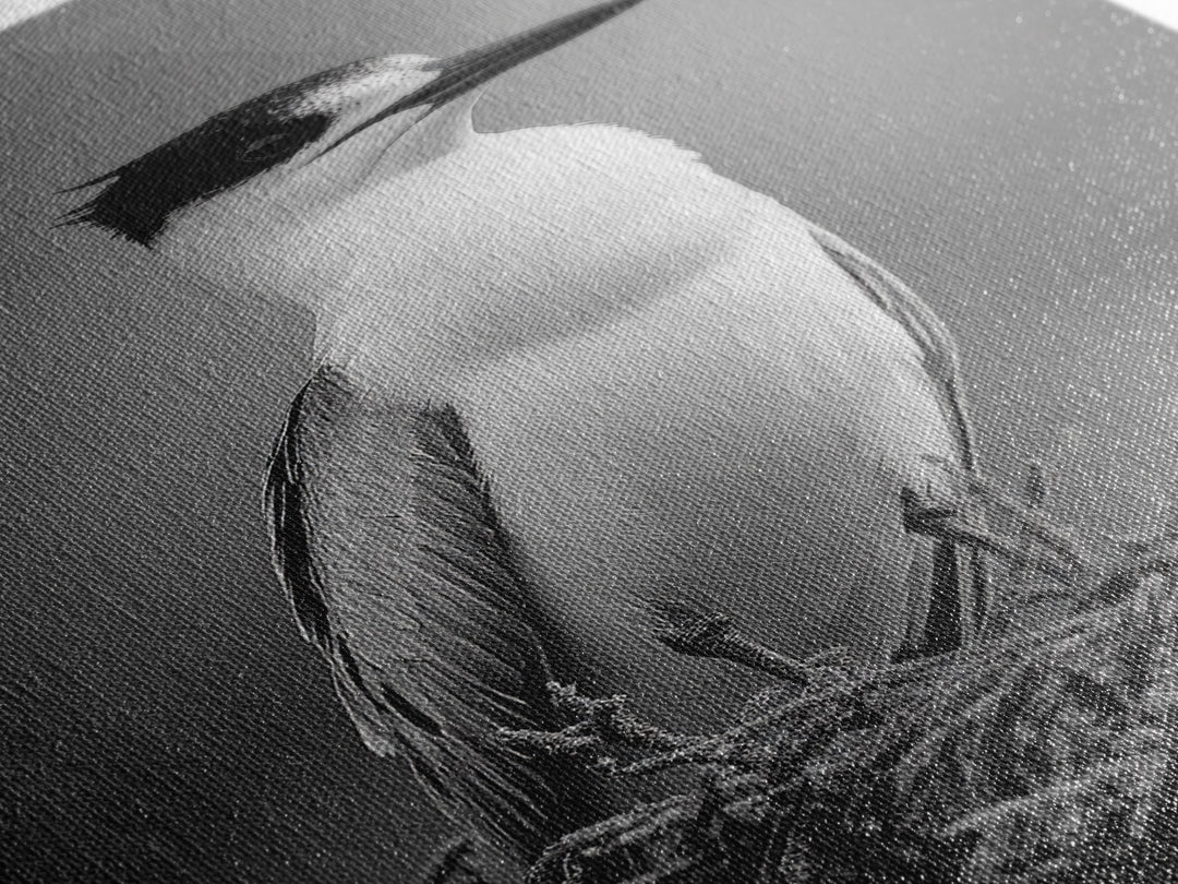 Coastal Bird Portrait, Black White Art, Nature Print, Minimalist Style, Living Room Wall Decor, Framed Canvas Print, Beach House Art