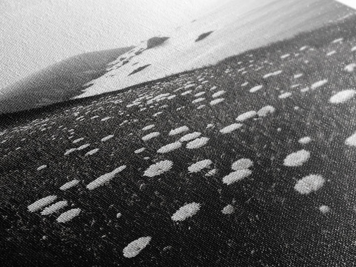 Daisy Cliffside Bloom, Coastal Flowers, Peaceful Nature Scene, Framed Canvas Print, Bedroom Wall Art, Botanical Decor, Minimalist Style