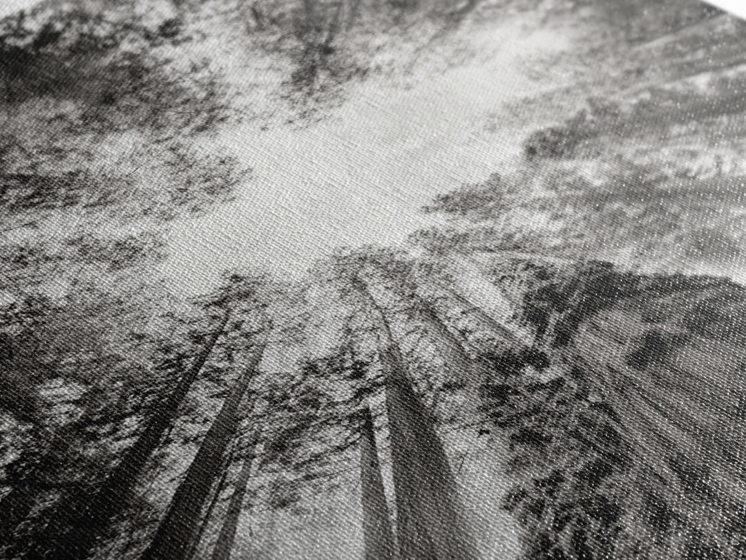 Redwood Canopy Sky, Majestic Forest Trees, Vertical Nature Scene, Framed Canvas Print, Wilderness Wall Art, Lodge or Den Decor