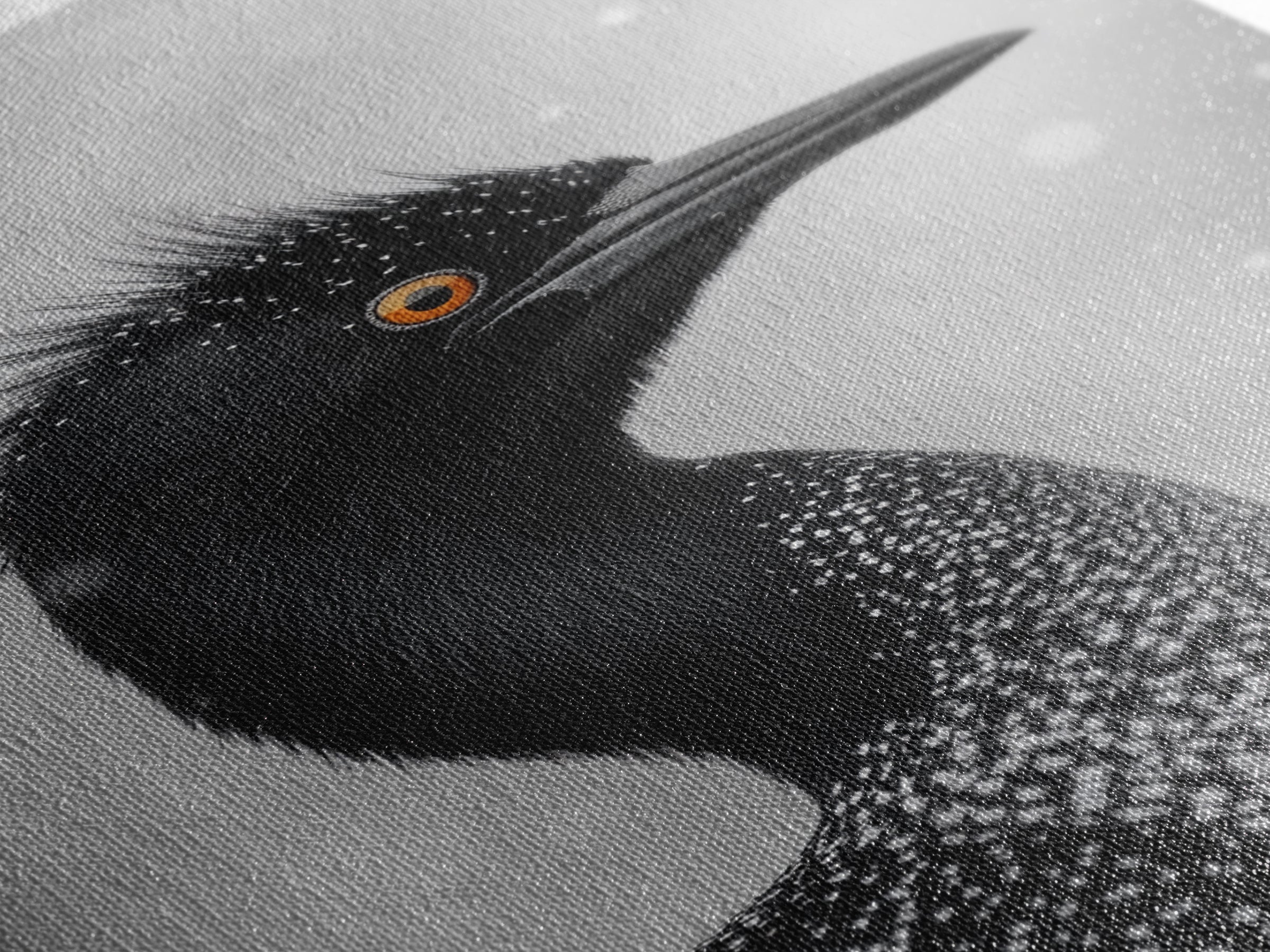 Black Loon, Bird Closeup, Snowy Glow, Winter Nature Canvas Print, Wildlife Wall Art, Modern Bedroom Decor, Birdwatcher Gift Print