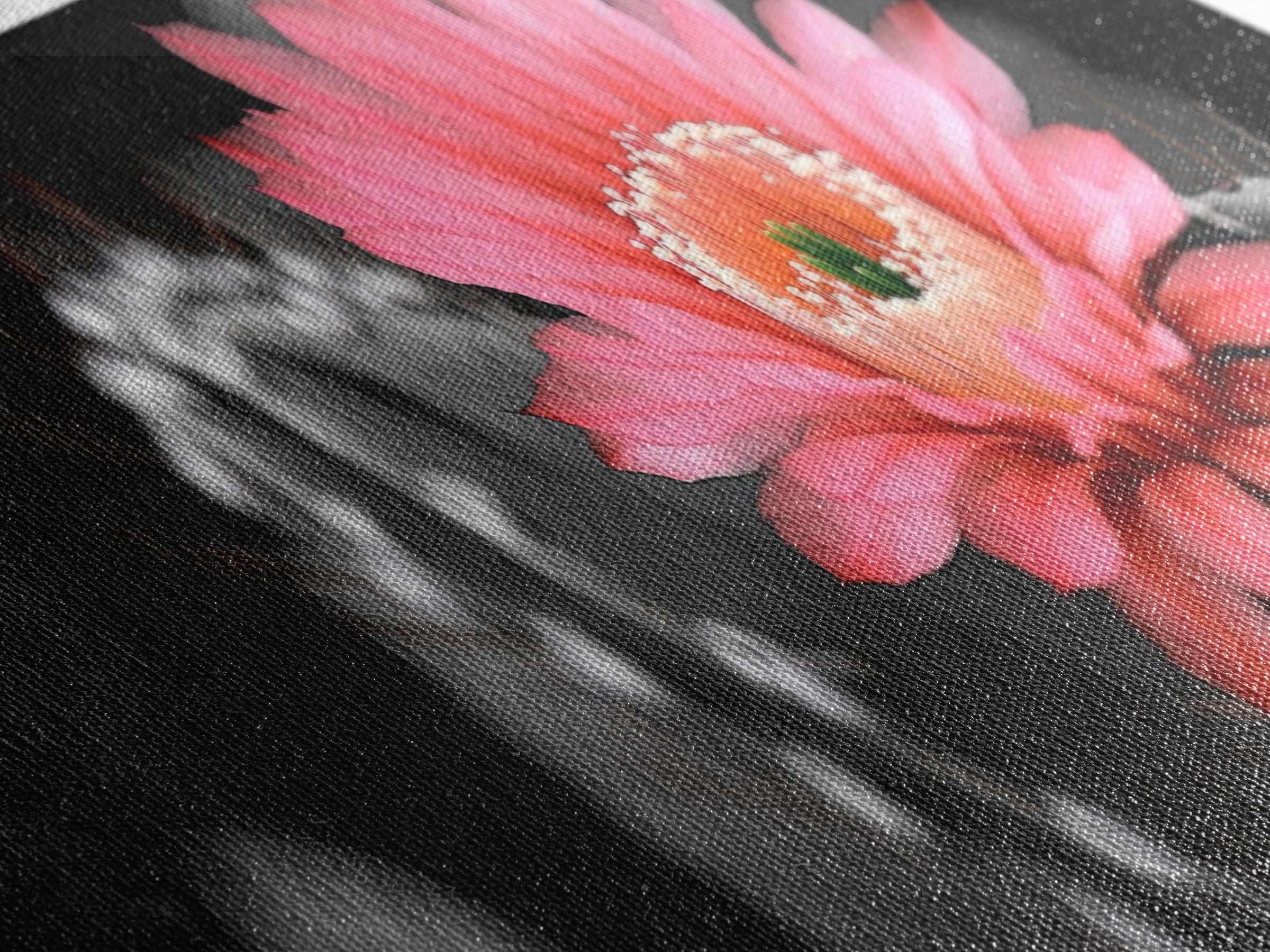 Desert Bloom, Cactus Flower, Vibrant Petals, Nature Beauty, Framed Canvas Print, Boho Wall Art, Living Room Decor, Pink Flower Photography