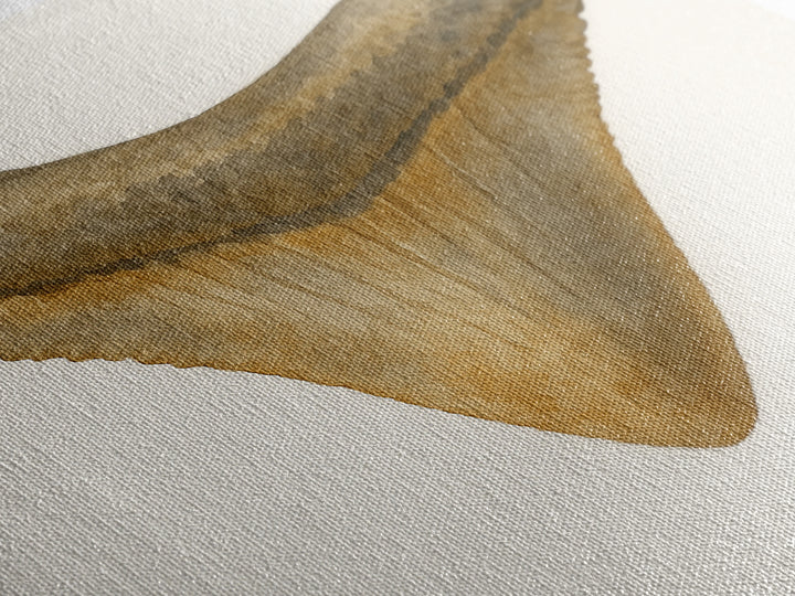 Watercolor Fossil Shark Tooth Wall Art, Nautical Coastal Decor, Ocean Nature Art Print, Beach House Gift, Marine Life Poster