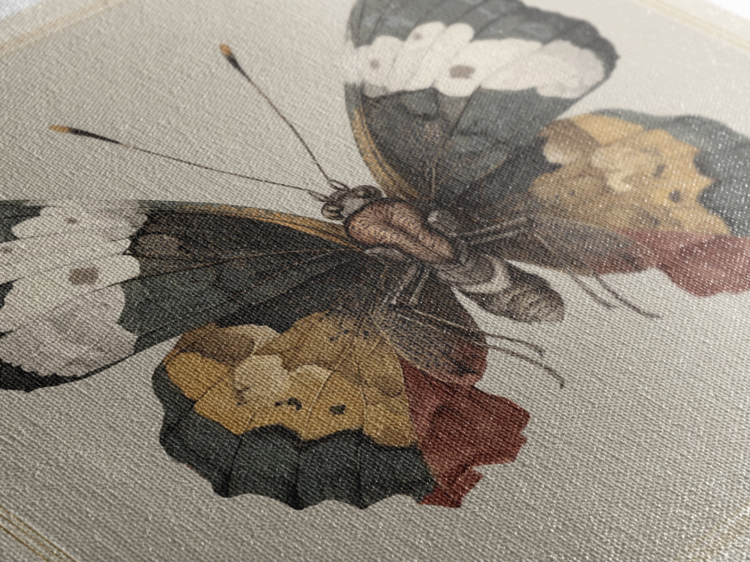 Butterfly Specimen Composition Framed Canvas Print, Animal Art, Original Art, Living Room Decor, Creature, Trendy Wall Art, ANI-1x1-47