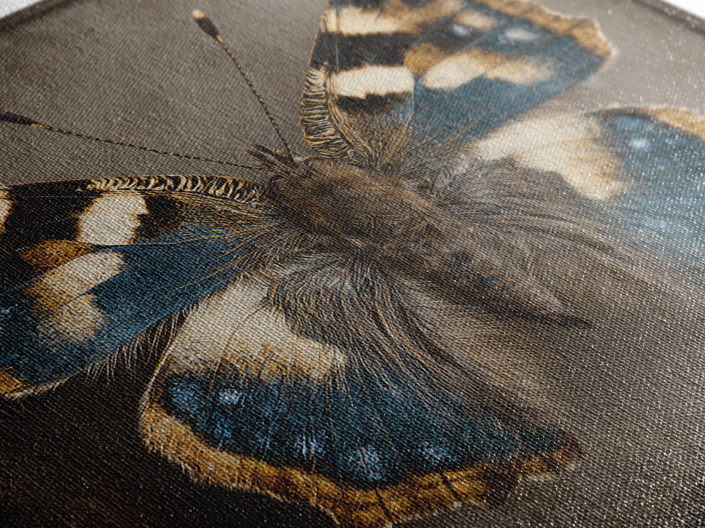 Butterfly Specimen Composition Canvas Print, Animal Art, Neutral Decor, Living Room Decor, Fine Art, Creature, Wall Art, ANI-1x1-95