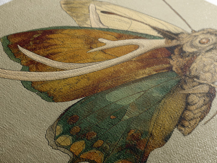 Butterfly Specimen Composition Canvas Print, Animal Art, Statement Artwork, Living Room Decor, Fine Art, Creature, Wall Decor, ANI-2x3-31