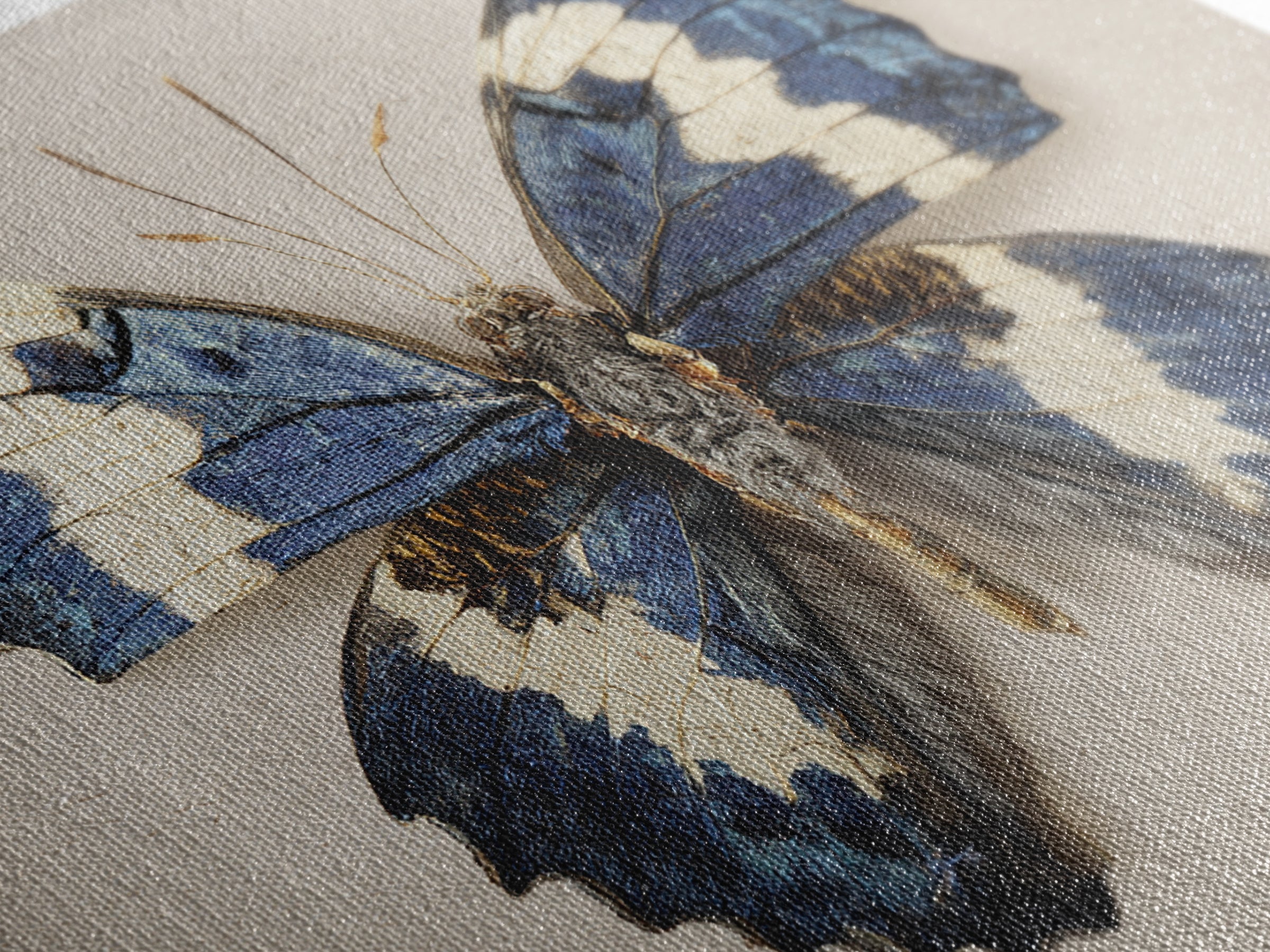 Butterfly Specimen Composition Framed Canvas Print, Animal Art, Farmhouse Decor, Living Room Decor, Fine Art, Creature, ANI-3x2-27