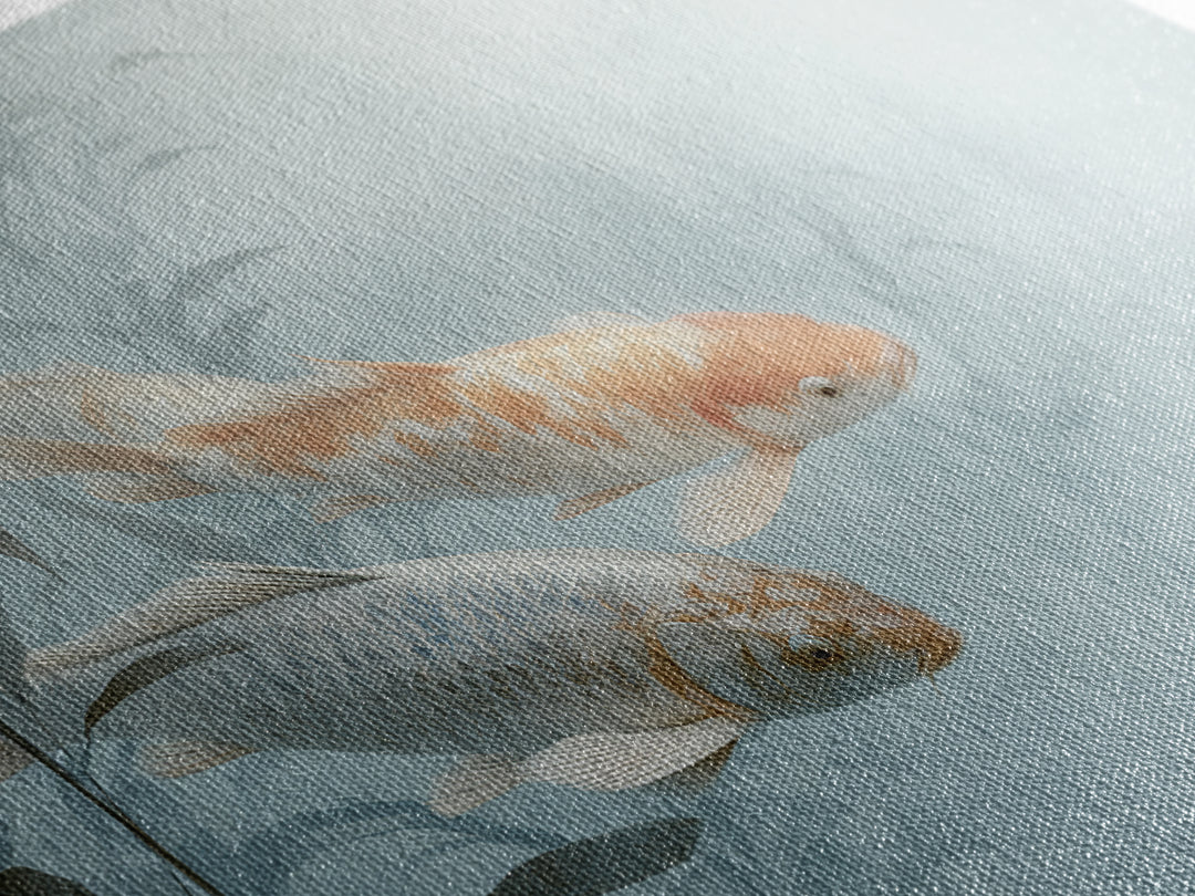 Minimal Koi Fish Swimming Through Clear Water Canvas Print, Bathroom Art, Bathroom Wallpaper, Bathroom Decor, Fine Art, Spa, BAT-3x2-84
