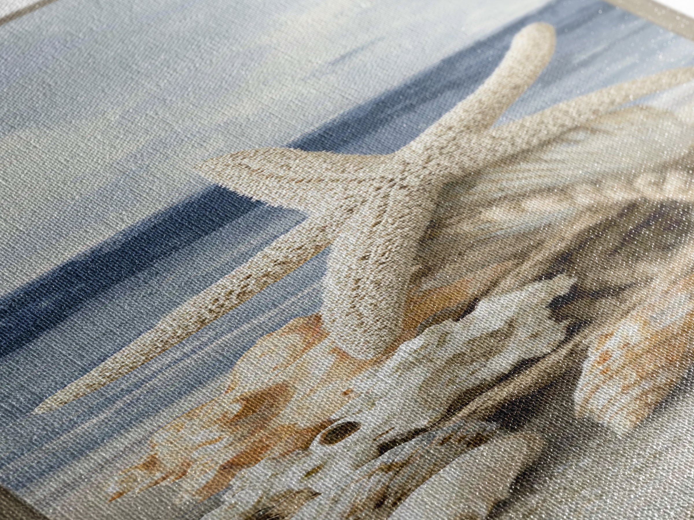 Sun Bleached Starfish and Shells Still Life Canvas Print, Beach Art, Art Prints, Coastal Decor, Fine Art, Shore, Wall Art Print, BEA-1x3-73