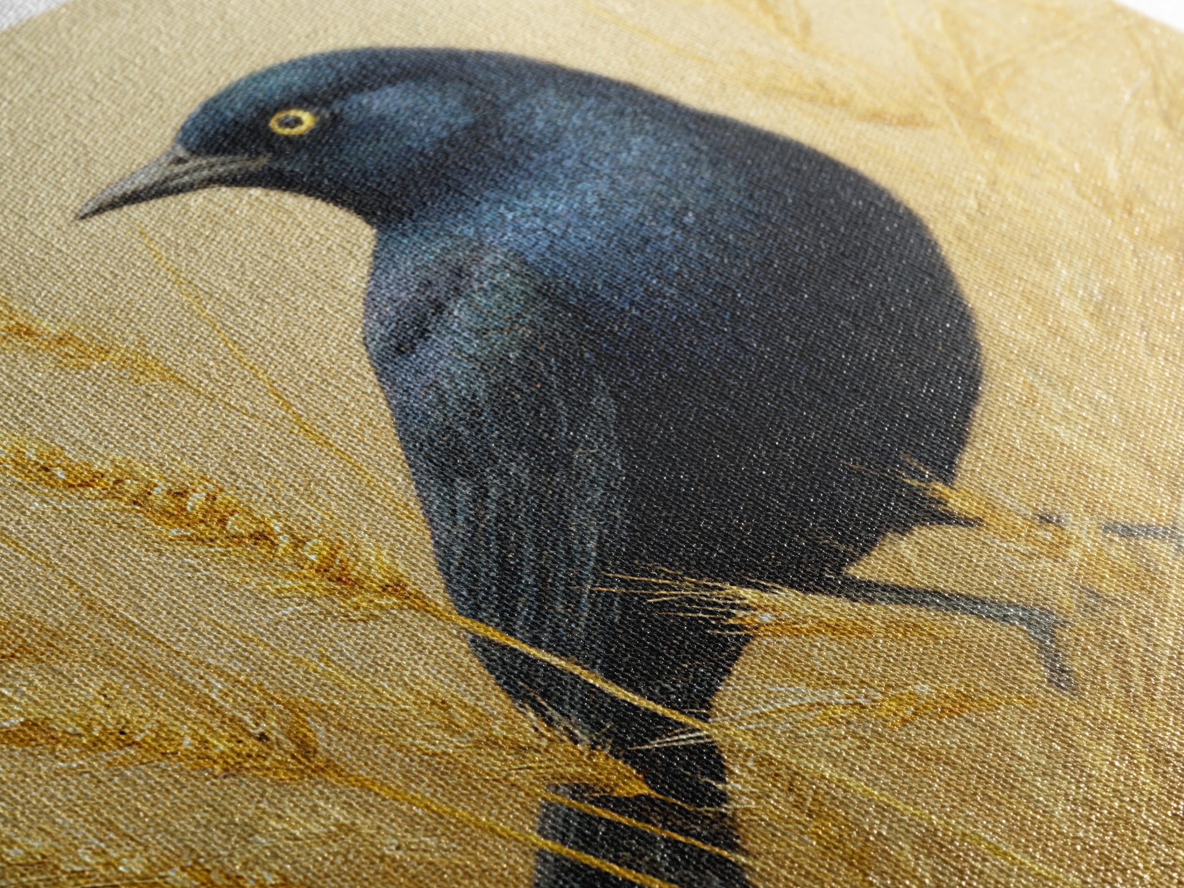 Blackbird on Gold Wheat Field Framed Canvas Print, Bird Art, Wall Decor, Living Room Decor, Fine Art, Flight, Boho Wall Decor, BIR-1x1-48