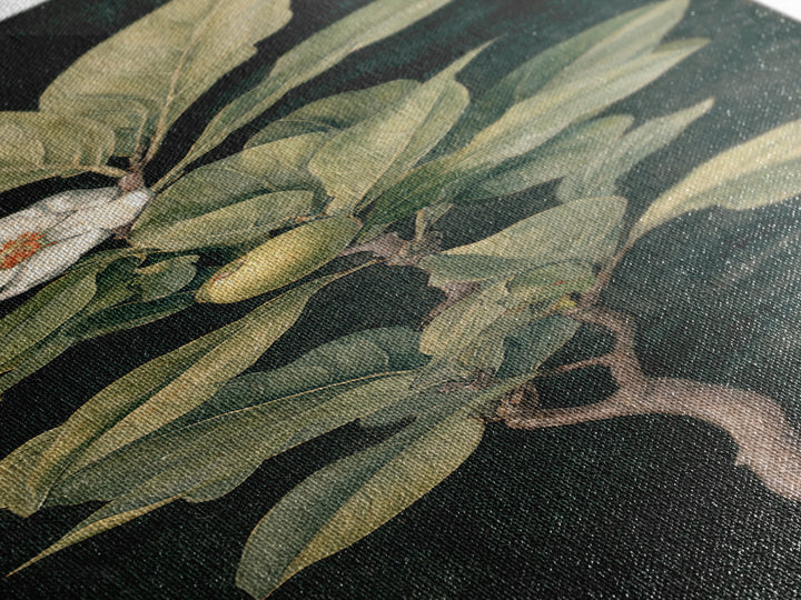 Fig Branch with Fruit and Broad Leaves Canvas Print, Botanical Art, Modern Wall Art, Living Room Decor, Fine Art, Botanic, BOT-1x3-51