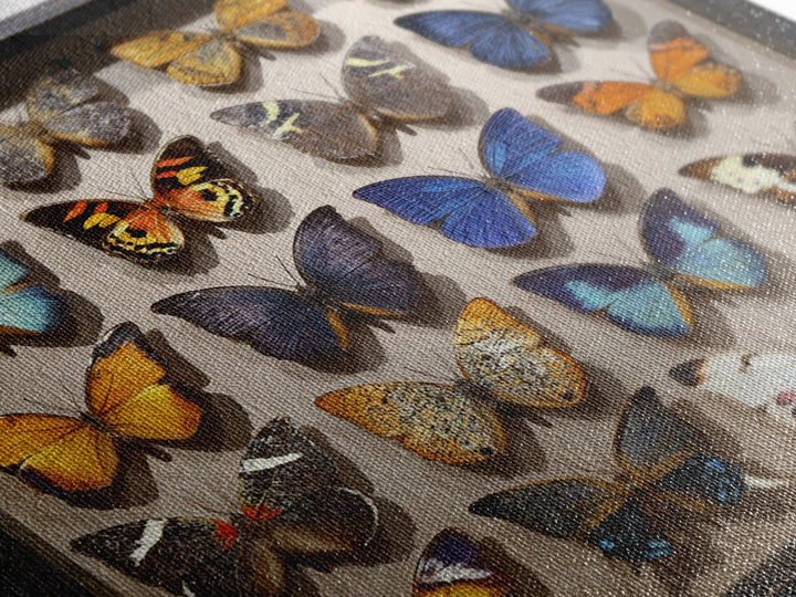 Framed Butterfly Collection Canvas Print, Maximalist Art, Fine Art Print, Living Room Decor, Fine Art, Maximal, Digital Prints, MAX-1x1-95