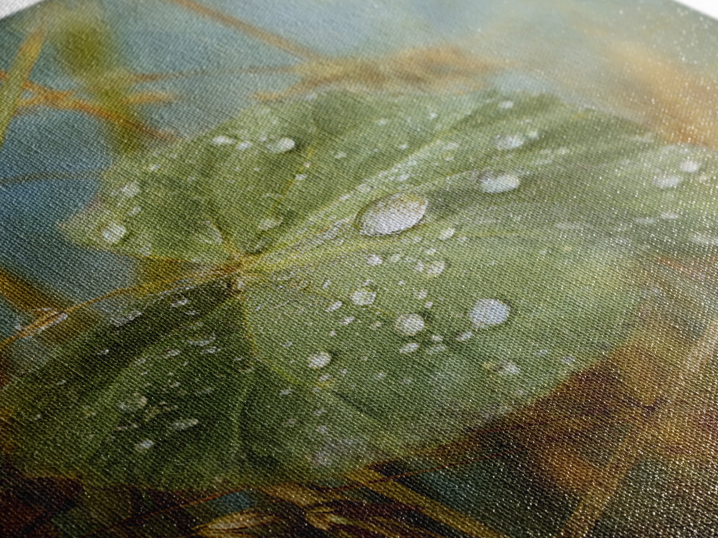Rain Drops on a Large Green Leaf Framed Canvas Print, Nature Art, Statement Artwork, Living Room Decor, Fine Art, Nature, NAT-1x1-57