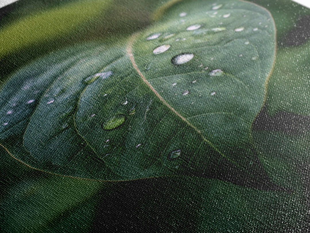 Rain Drops on a Large Green Leaf Canvas Print, Nature Art, Floral, Living Room Decor, Oil Painting, Nature, Moss Art, NAT-2x3-65