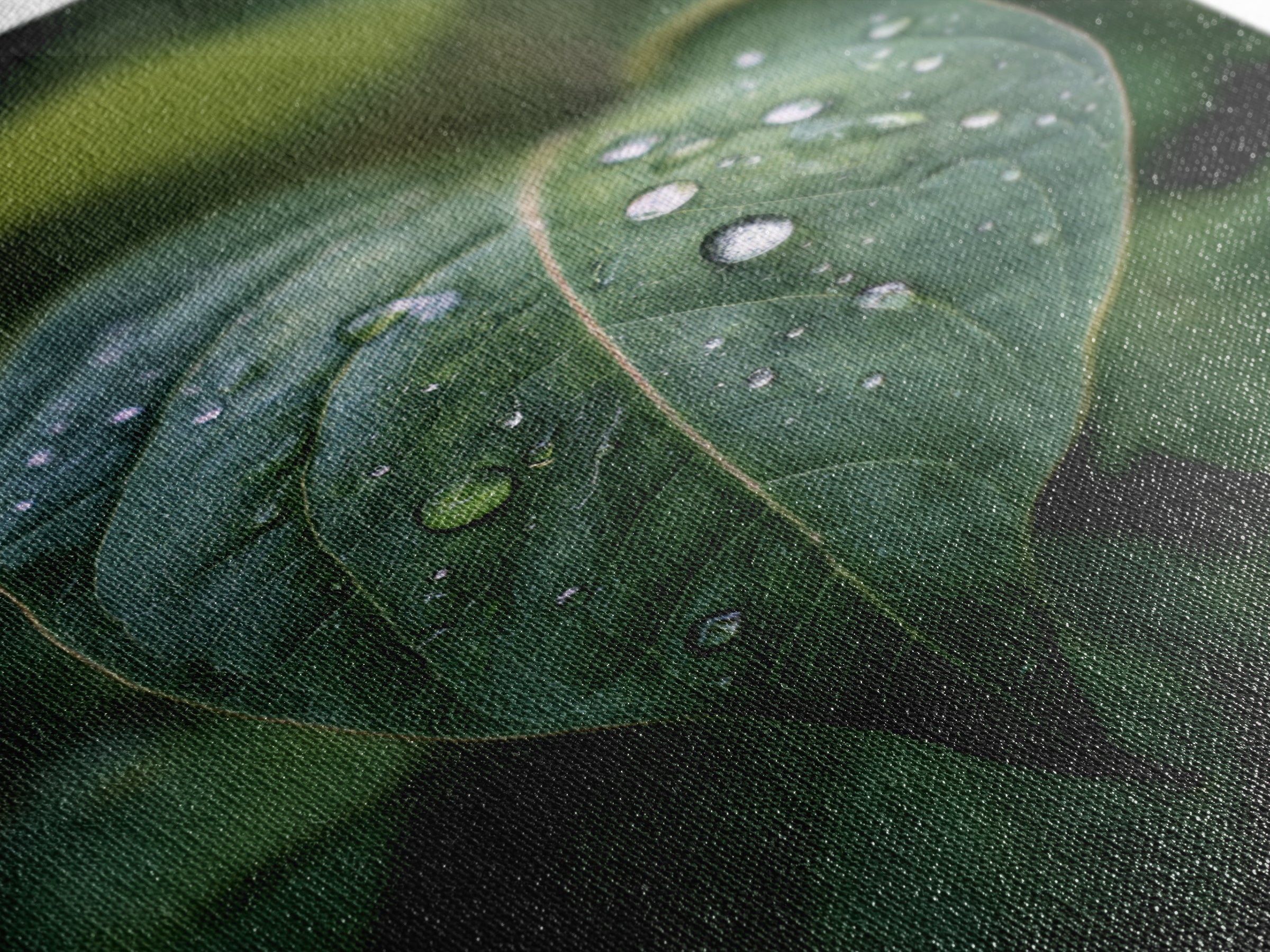 Rain Drops on a Large Green Leaf Canvas Print, Nature Art, Floral, Living Room Decor, Oil Painting, Nature, Moss Art, NAT-2x3-65