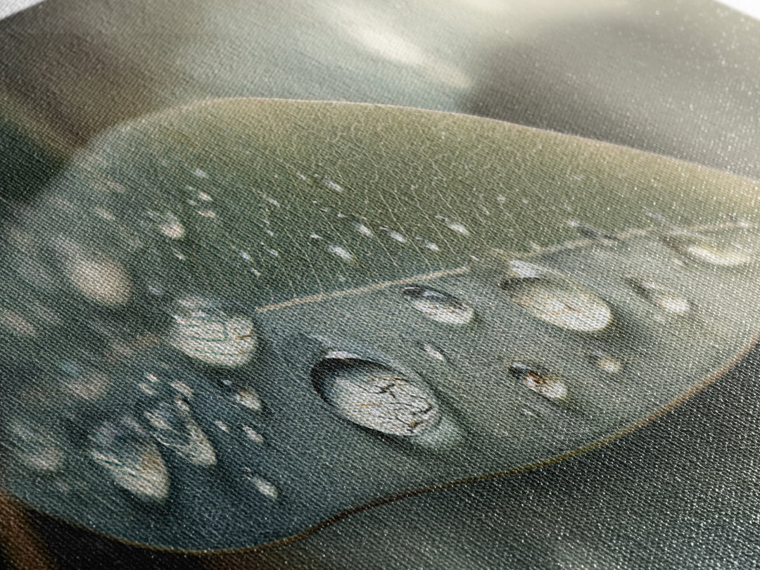 Rain Drops on a Large Green Leaf Canvas Print, Nature Art, Living Room Wall Art, Living Room Decor, Fine Art, Nature, NAT-3x1-25