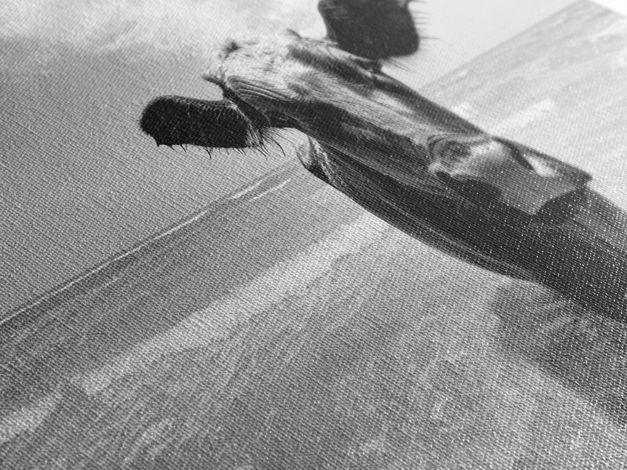 Curious Beach Cow, coastal wall art, cow painting, whimsical art, black and white photography, farmhouse decor, seascape painting, Canvas Print