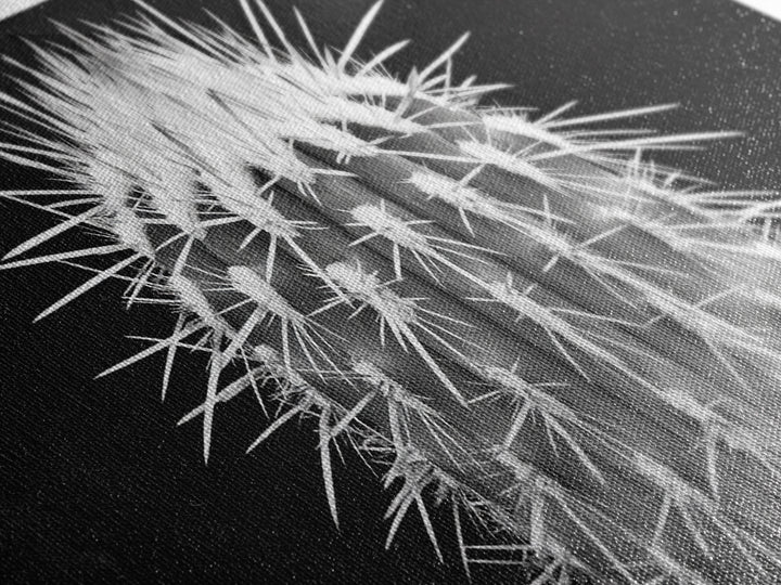Cactus Spines, southwest wall art, desert art, botanical prints, geometric wall art, nature photography, sharp contrast, Framed Canvas Print