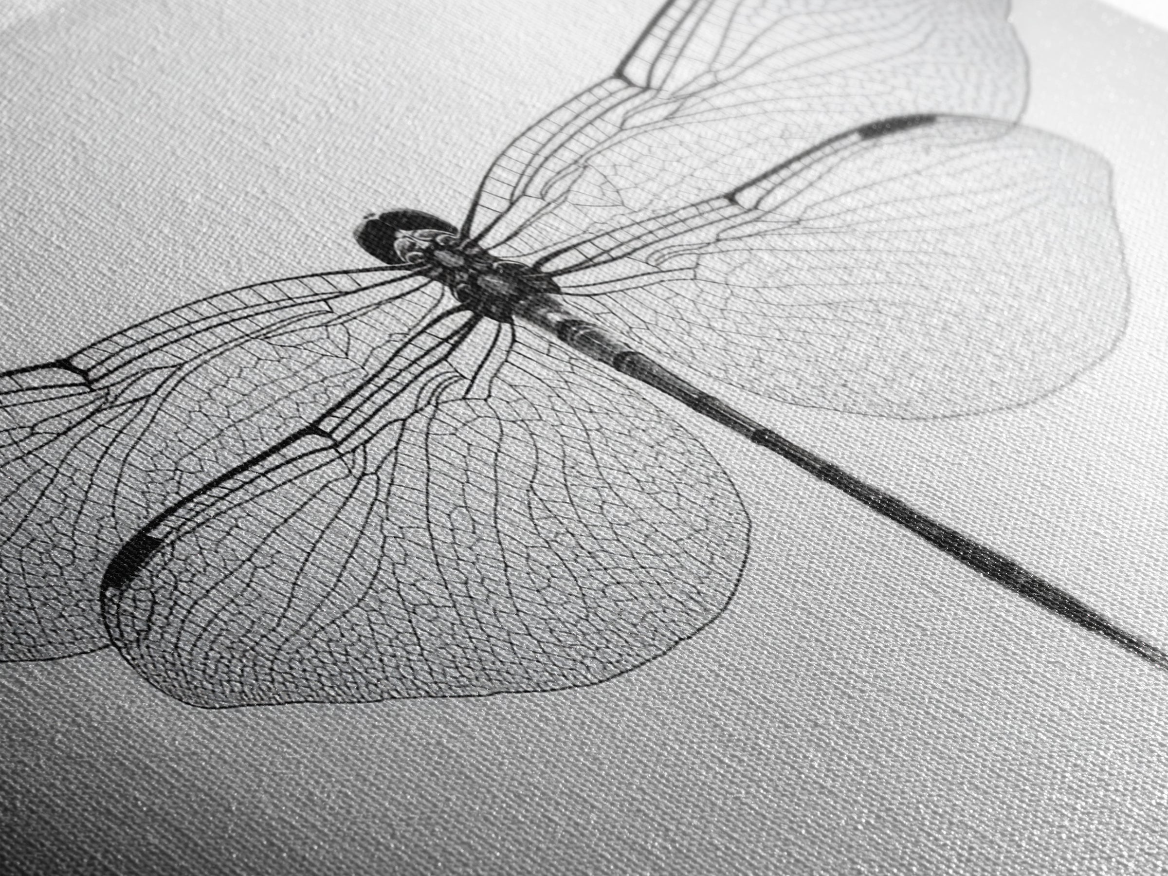 Dragonfly, line art, minimalist art, black and white art, nature painting, botanical prints, extra wide art, framed canvas print