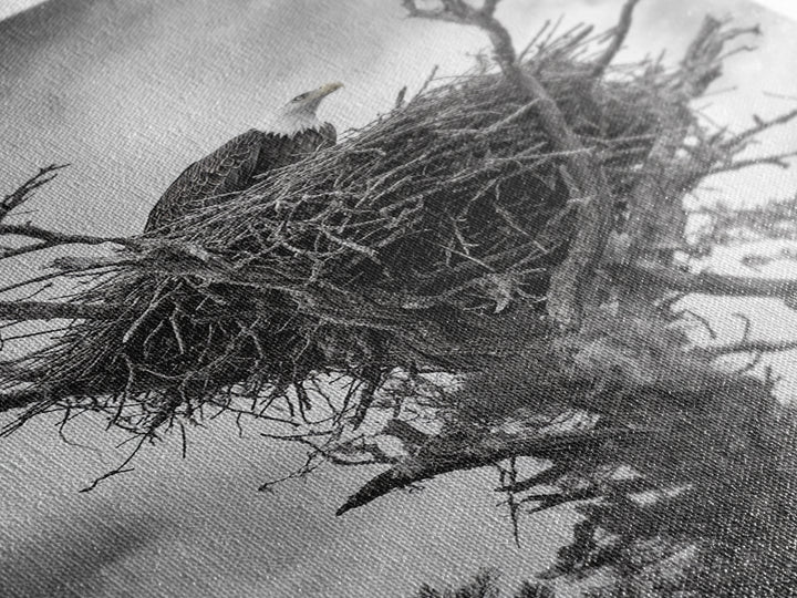 Bald Eagle, bird art, nature photography, moody art, rustic decor, patriotic wall art, black and white, framed canvas print, wildlife art