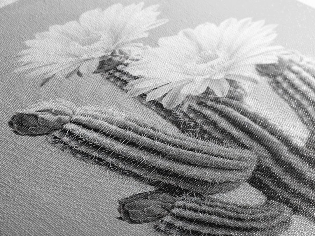 Cactus Bloom, desert botanical, minimalist art, black and white, southwest wall art, framed canvas print, vertical wall art, moody art