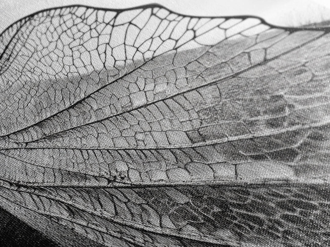 Dragonfly Wing, nature photography, moody art, wabi sabi art, minimalist art, botanical prints, framed canvas print, rustic wall art