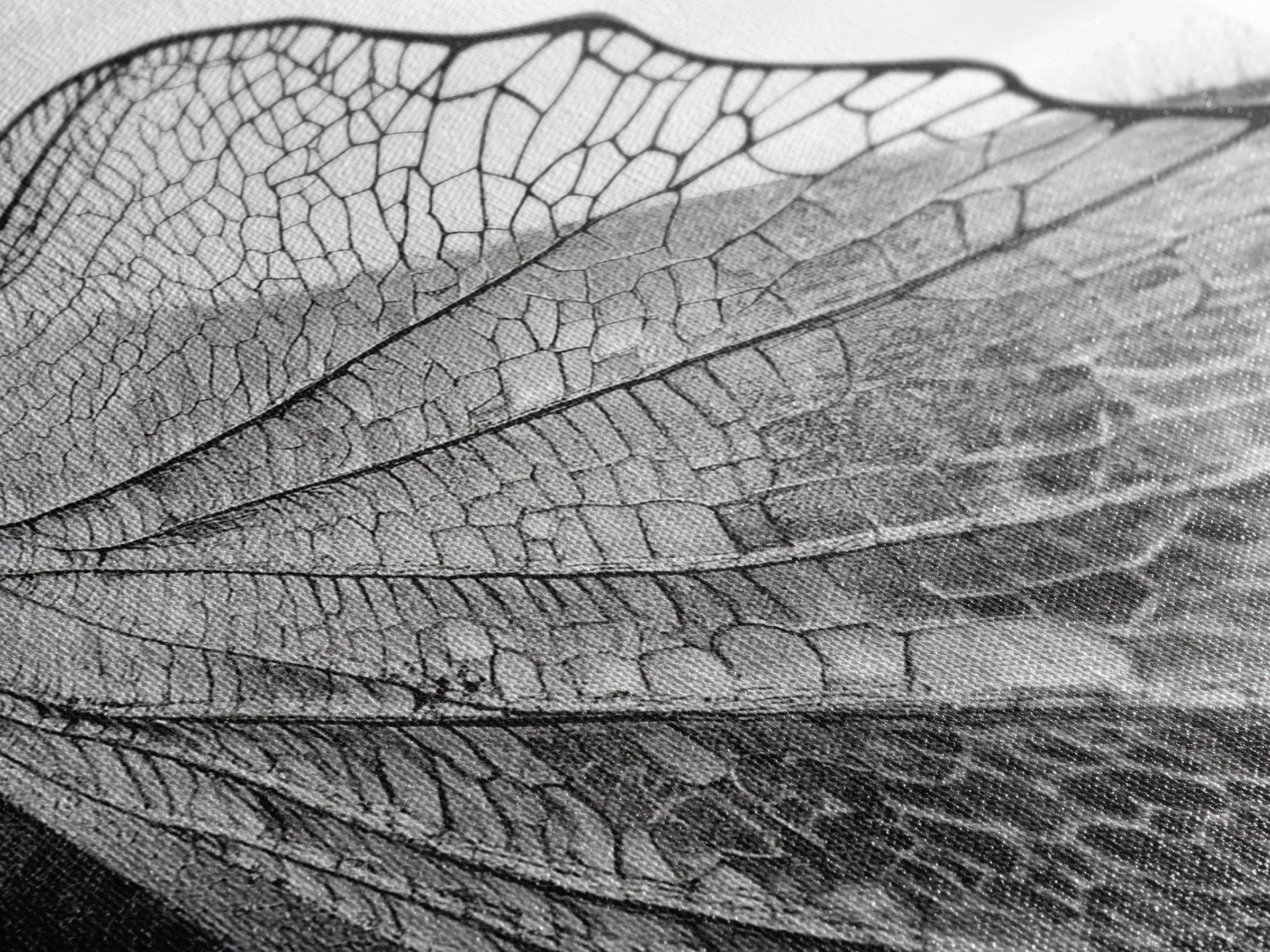 Dragonfly Wing, nature photography, moody art, wabi sabi art, minimalist art, botanical prints, framed canvas print, rustic wall art